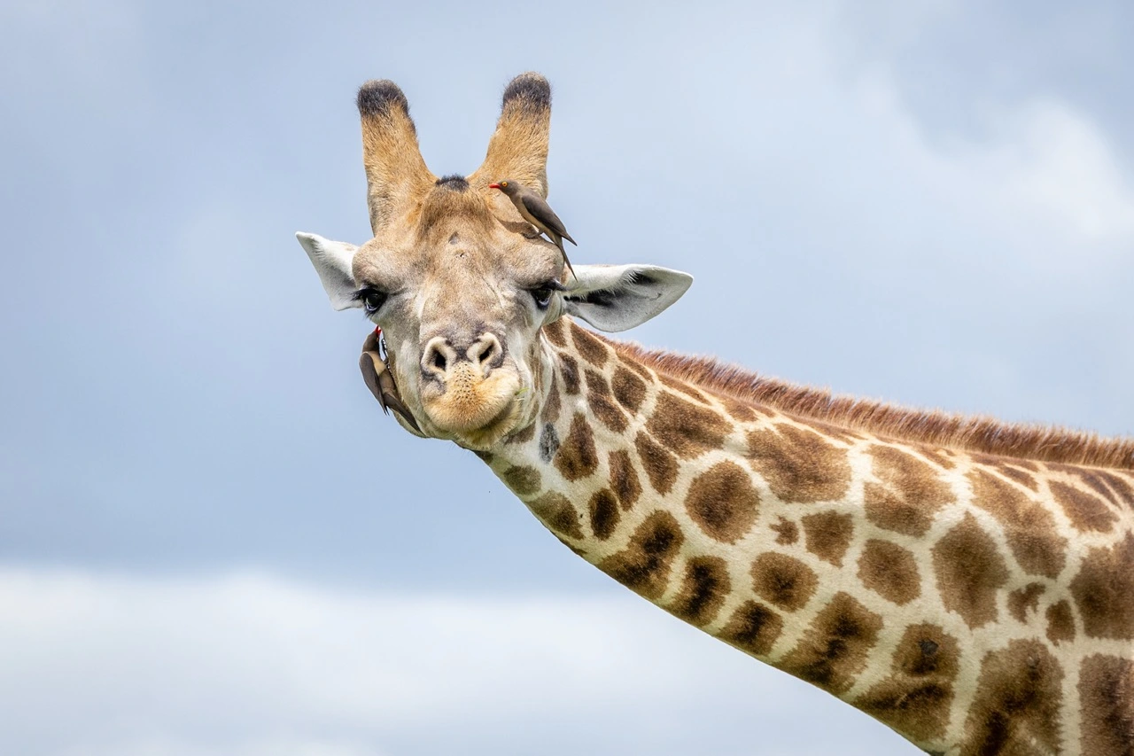 pangolin photo safaris nikon autofocus settings giraffe