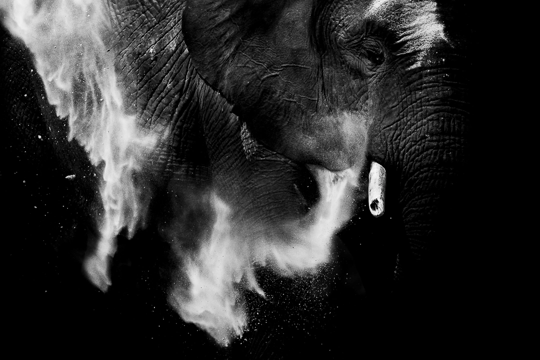 Black & white wildlife photography William Steel | Pangolin Photo Safaris | Black and White Elephant