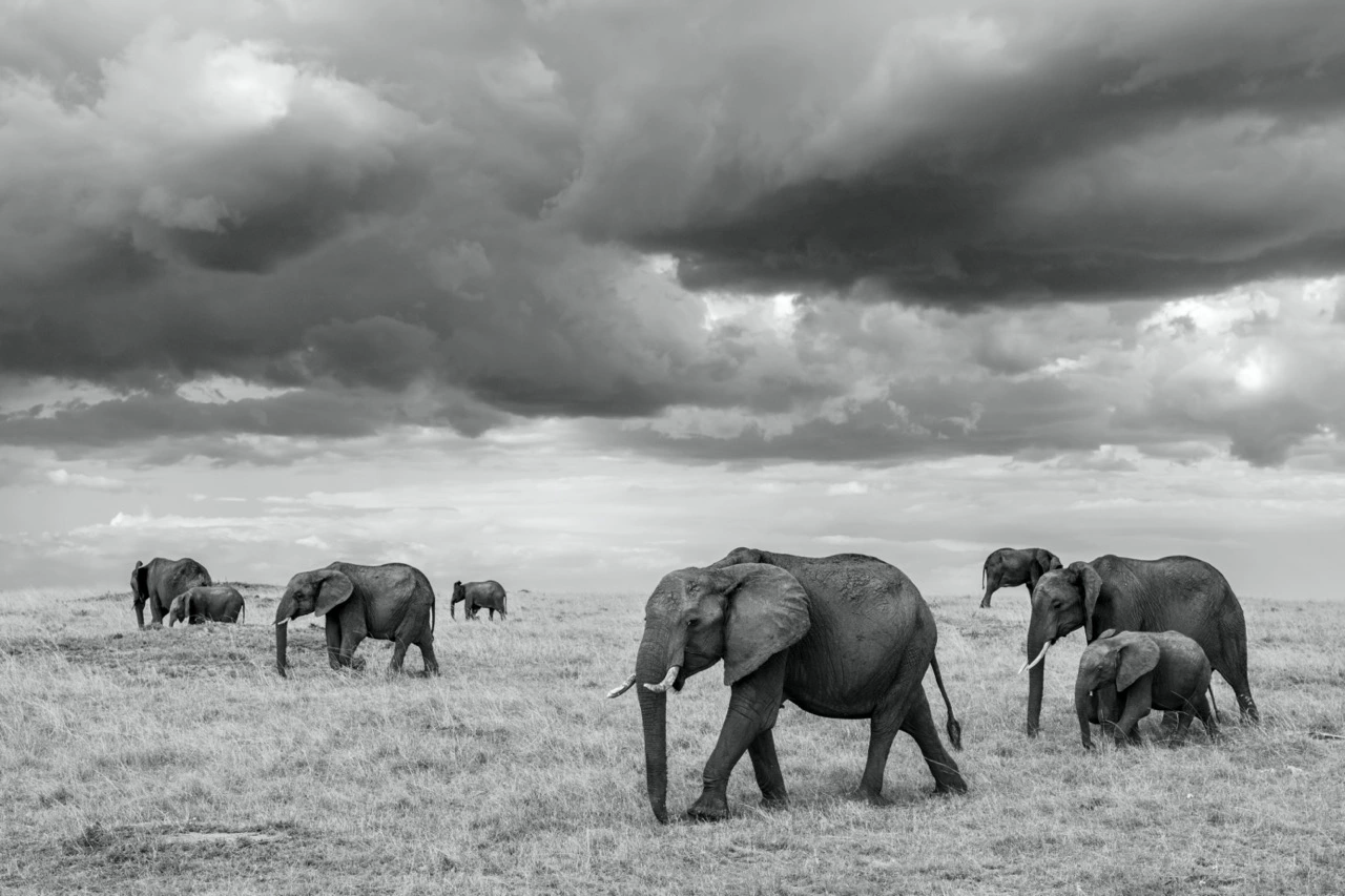 william steel elephants in the mara William Steel | Pangolin Photo Host | Black and White Photography | Mara