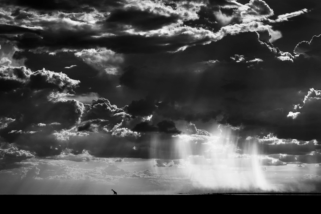 William Steel | Pangolin Photo Host | Black and White Giraffe