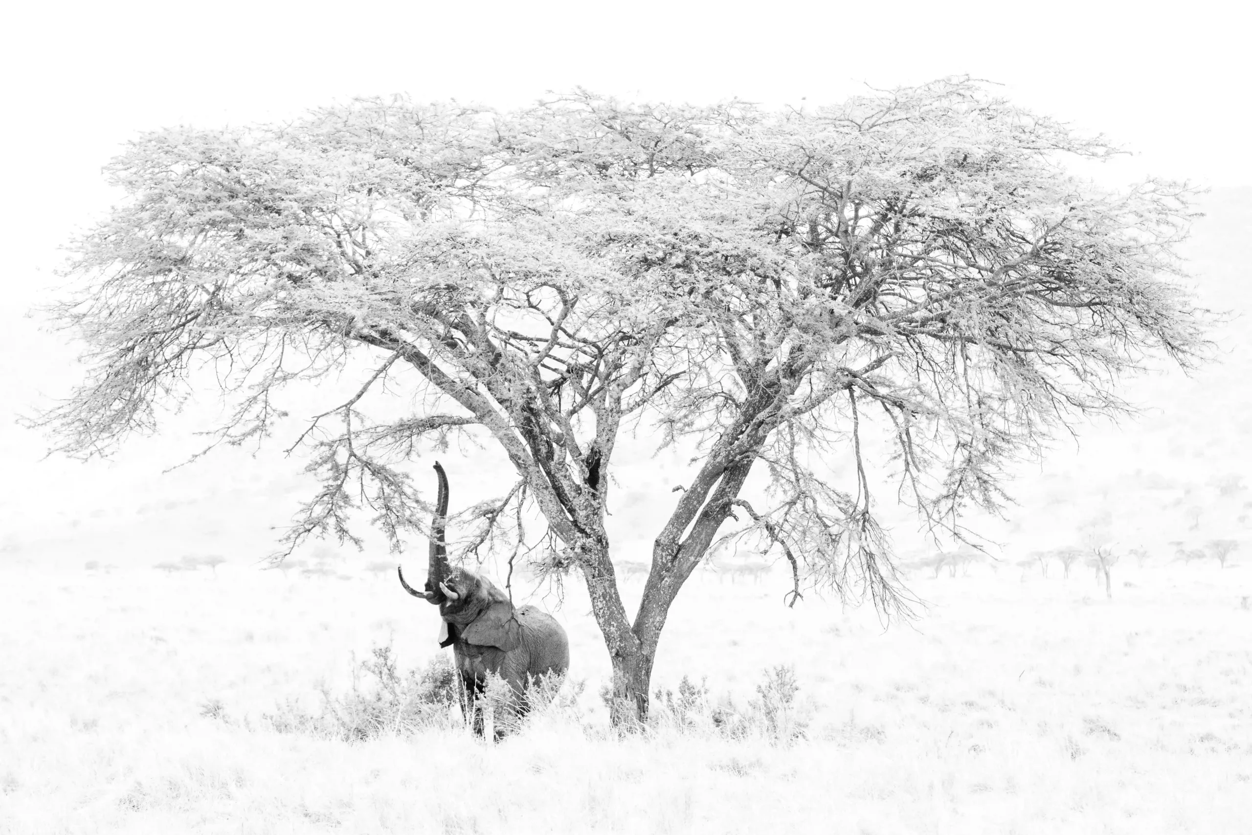 Black & white elephant photography tips William Steel | Pangolin Photo Host | Black and White Photography