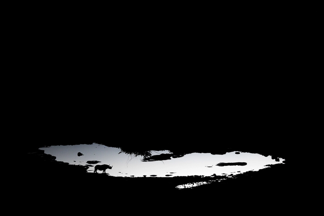 Wildlife photography black & white tips William Steel | Pangolin Photo Host | Black and White Rhino
