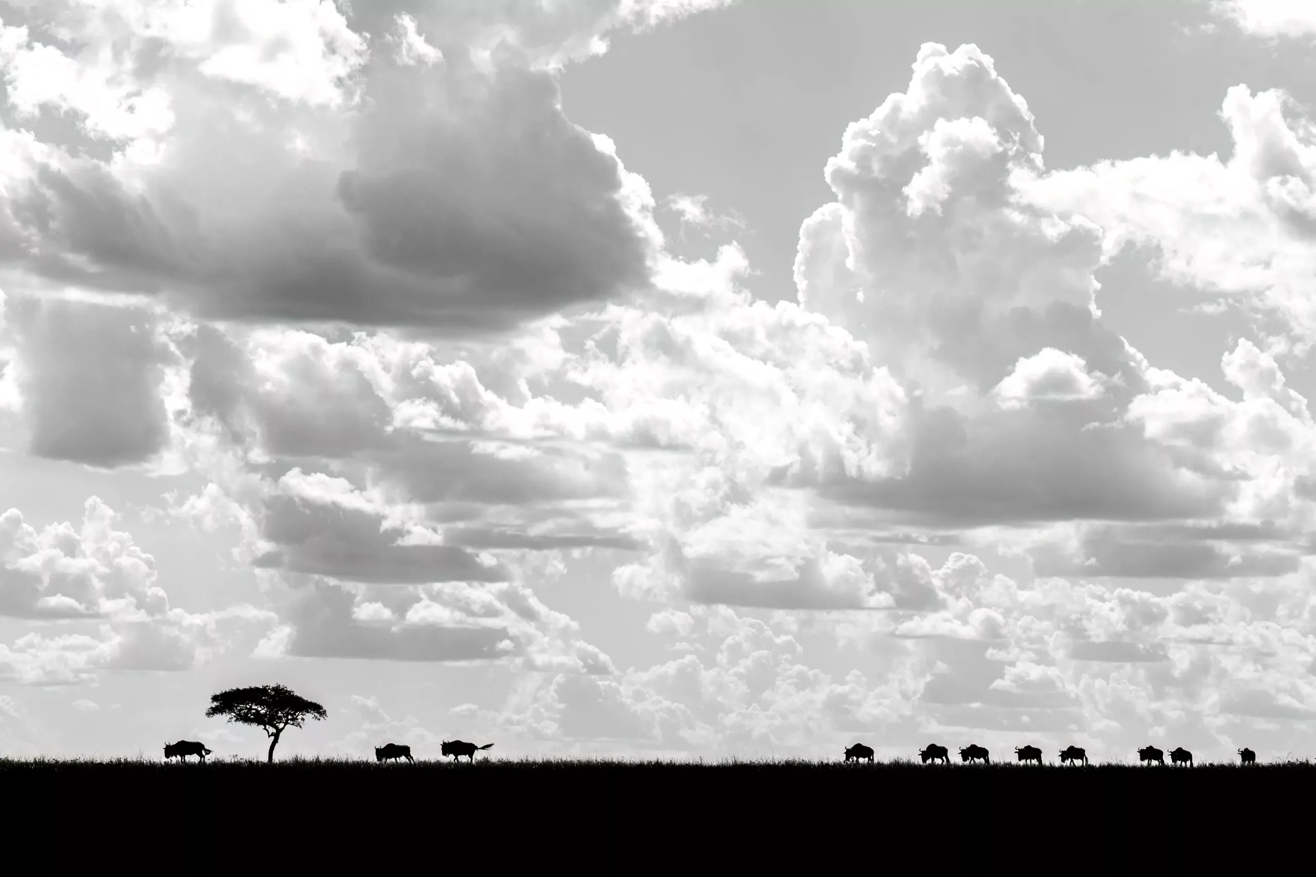 William Steel | Pangolin Photo Host | Wildebeest