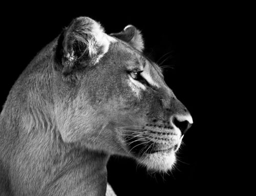 Black and White Wildlife Photography Tips