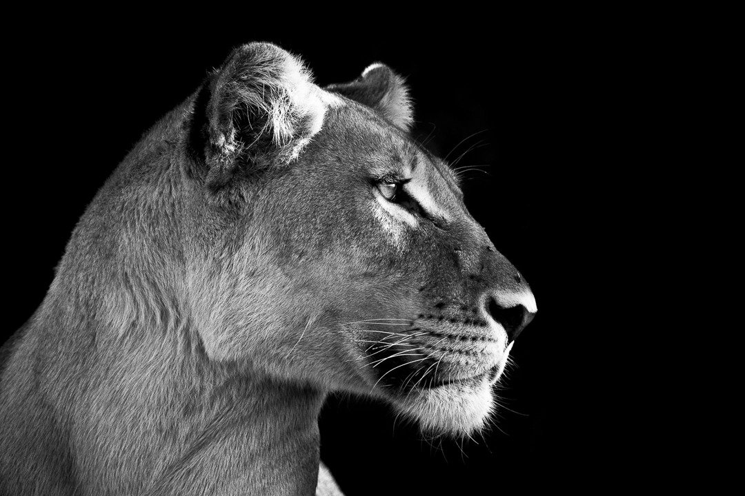 profile of a lioness in black and white