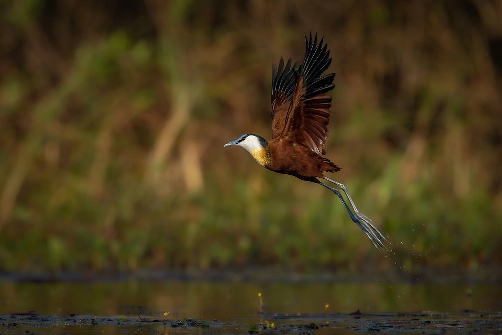 Canon EOS R3 - african jacana in flight by charl stols