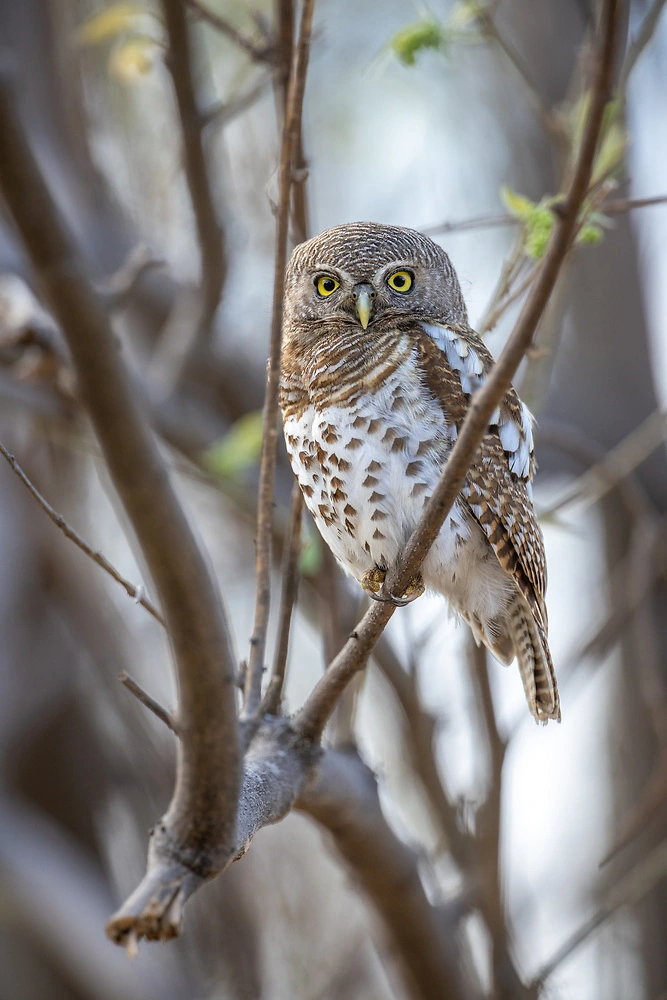 Canon EOS R3 - barred owlet sabine stols