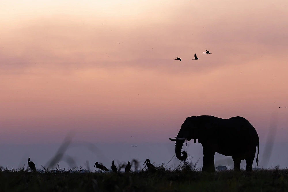 Canon EOS R3 wildlife photography - birds and the elephant by charl stols