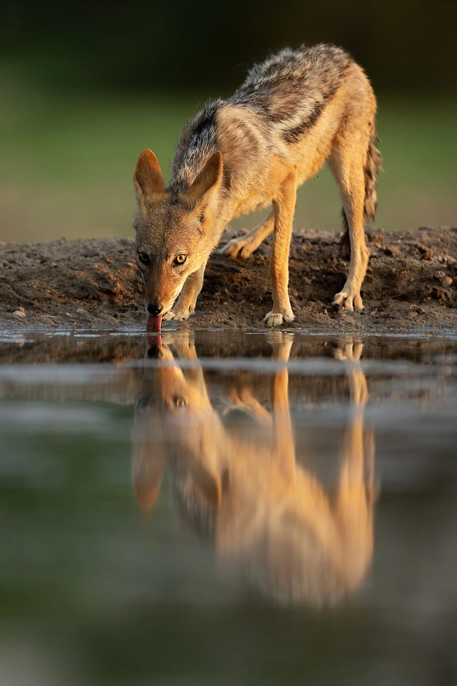 Canon EOS R3 - black backed jackal sabine stols