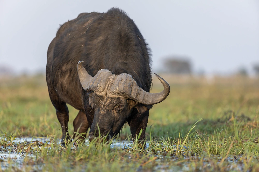 Canon EOS R3 wildlife photography - cape buffalo on the chobe river sabine stols 