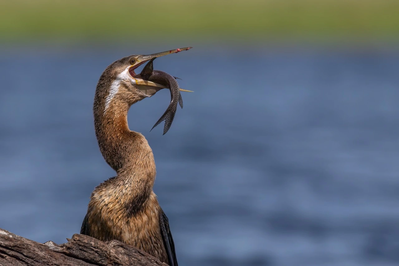 Charl Stols bird photography pangolin photo safaris the chobe river