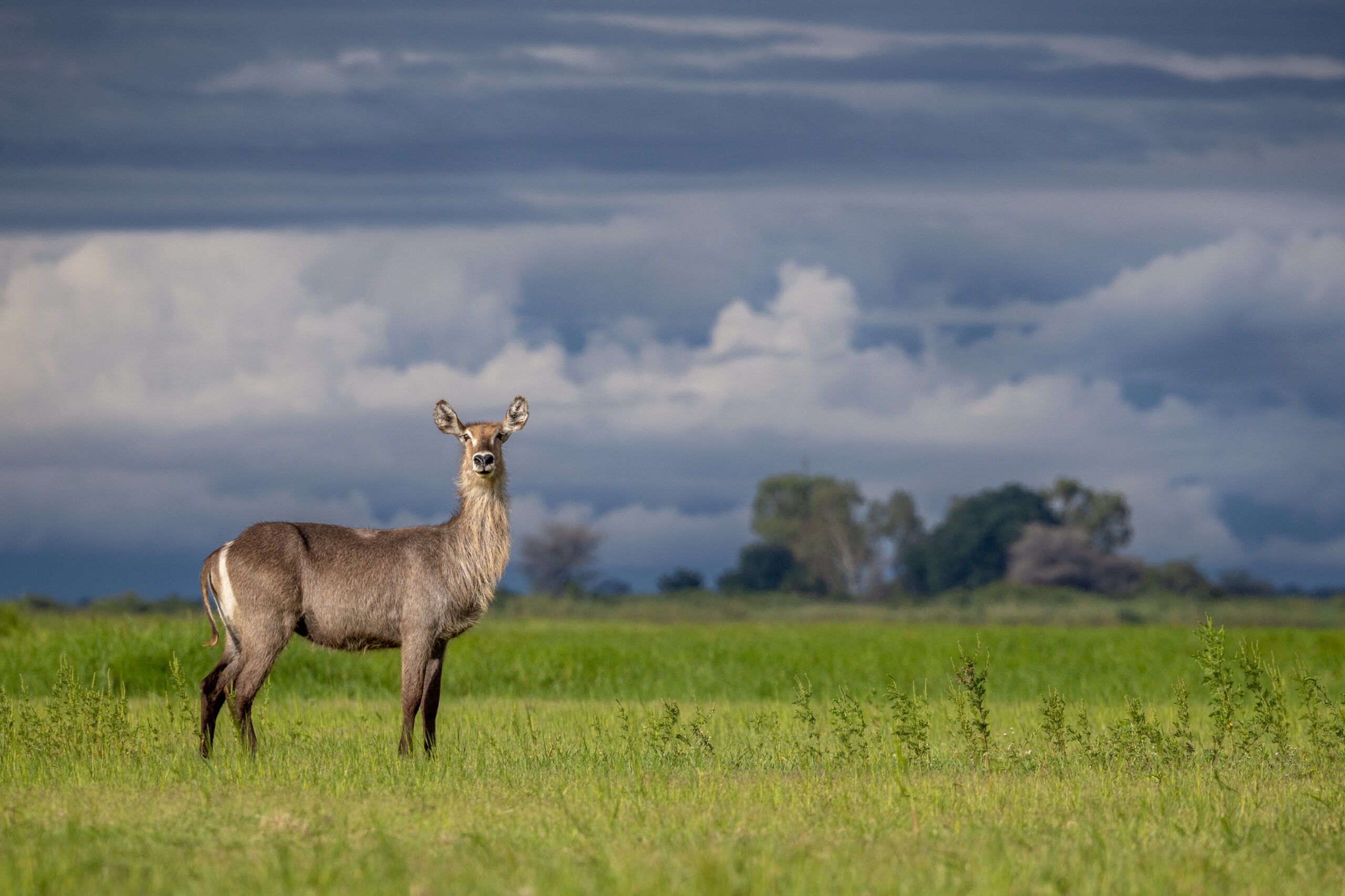 canon EOS r6 MK II wildlife photography example