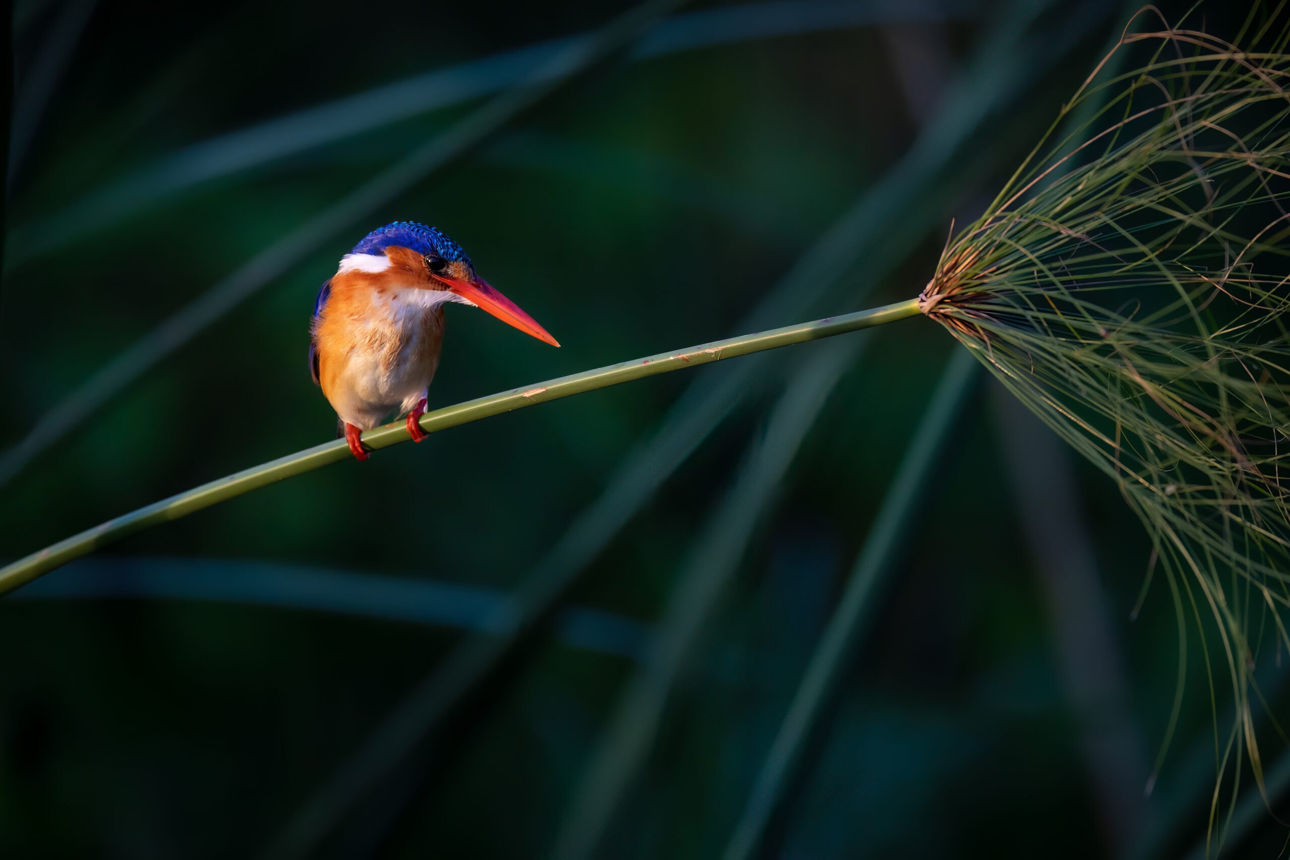 canon EOS r6 MK II bird photography example