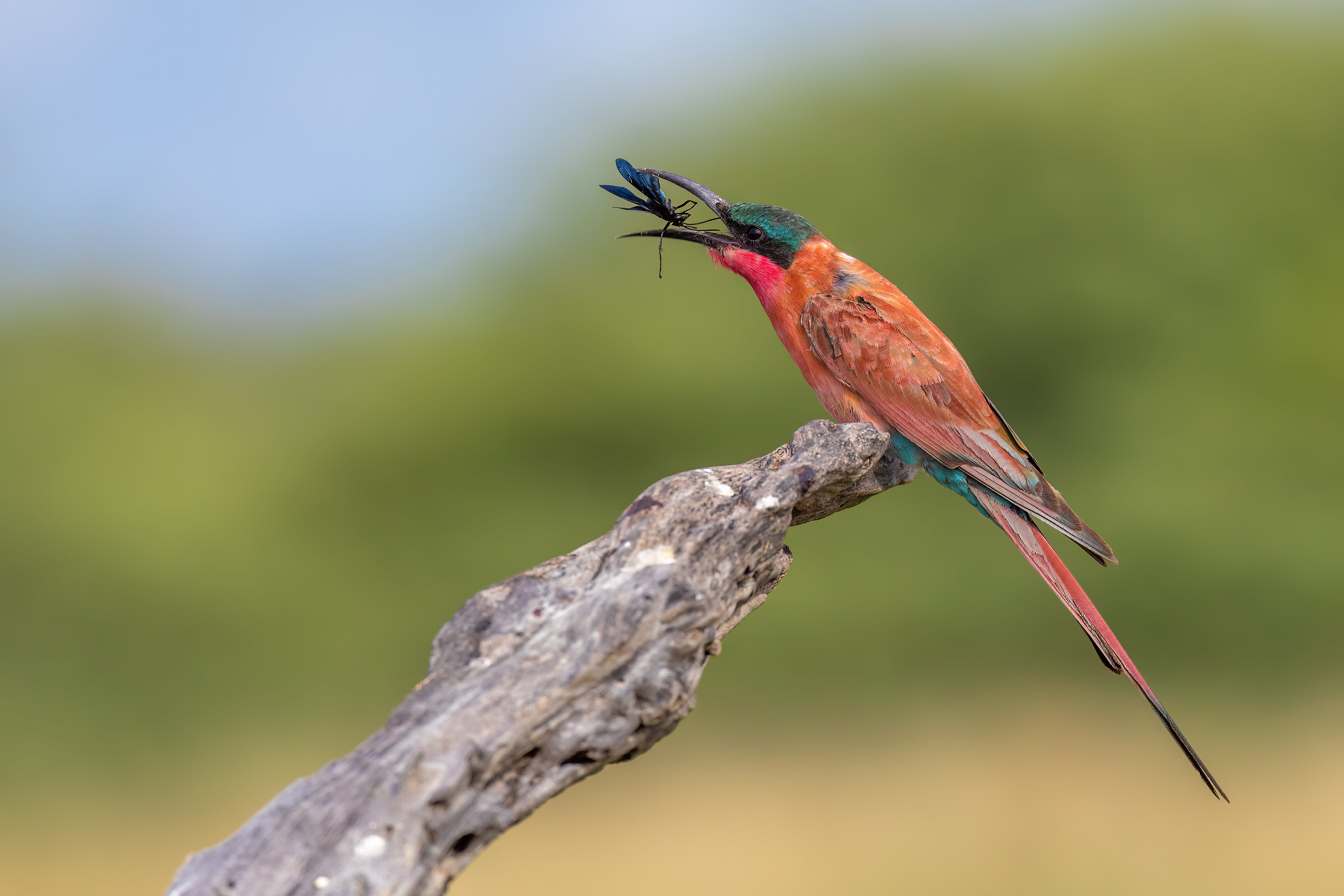 canon EOS r6 MK II wildlife photography example
