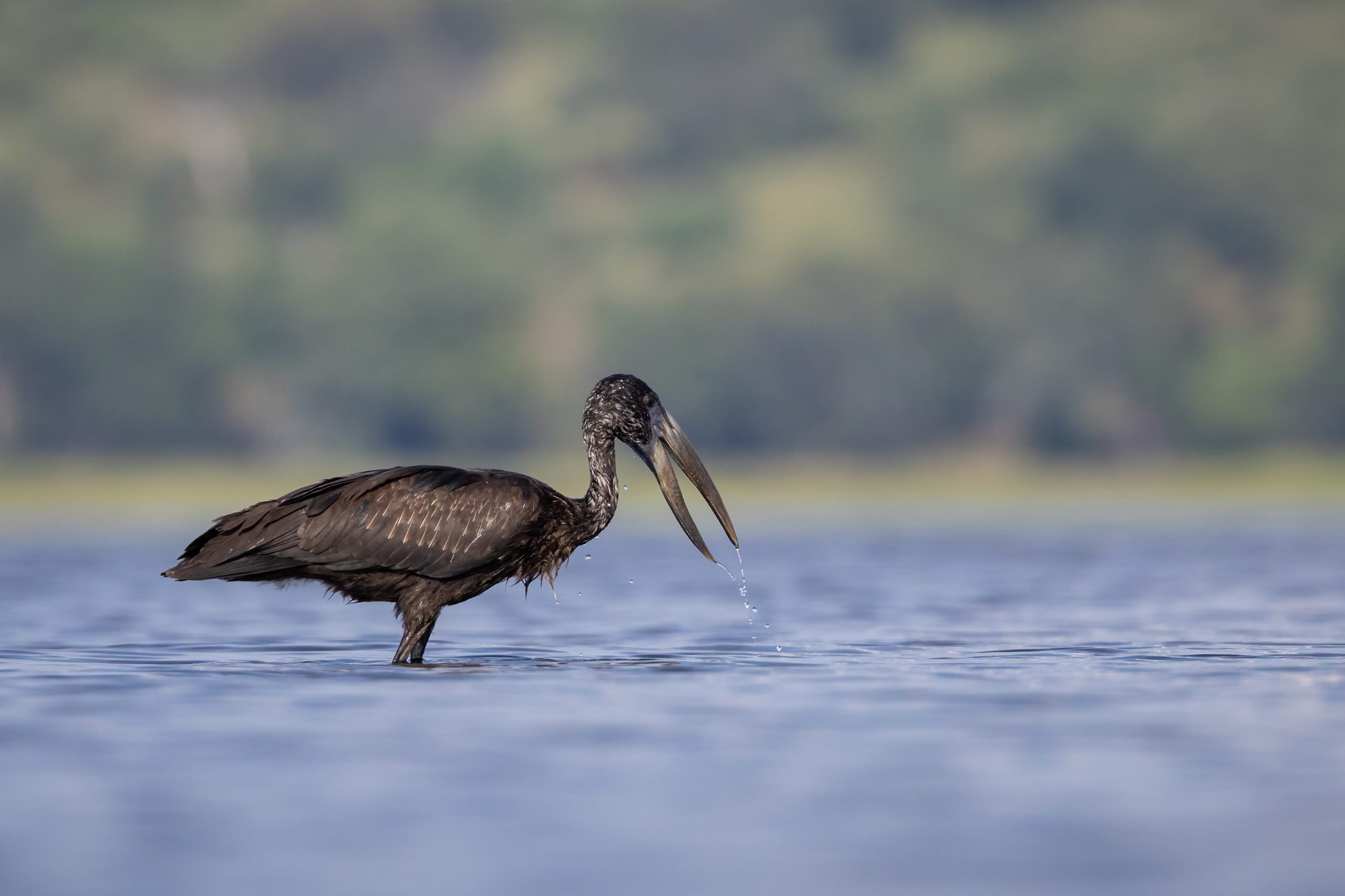 canon EOS r6 MK II wildlife photography example