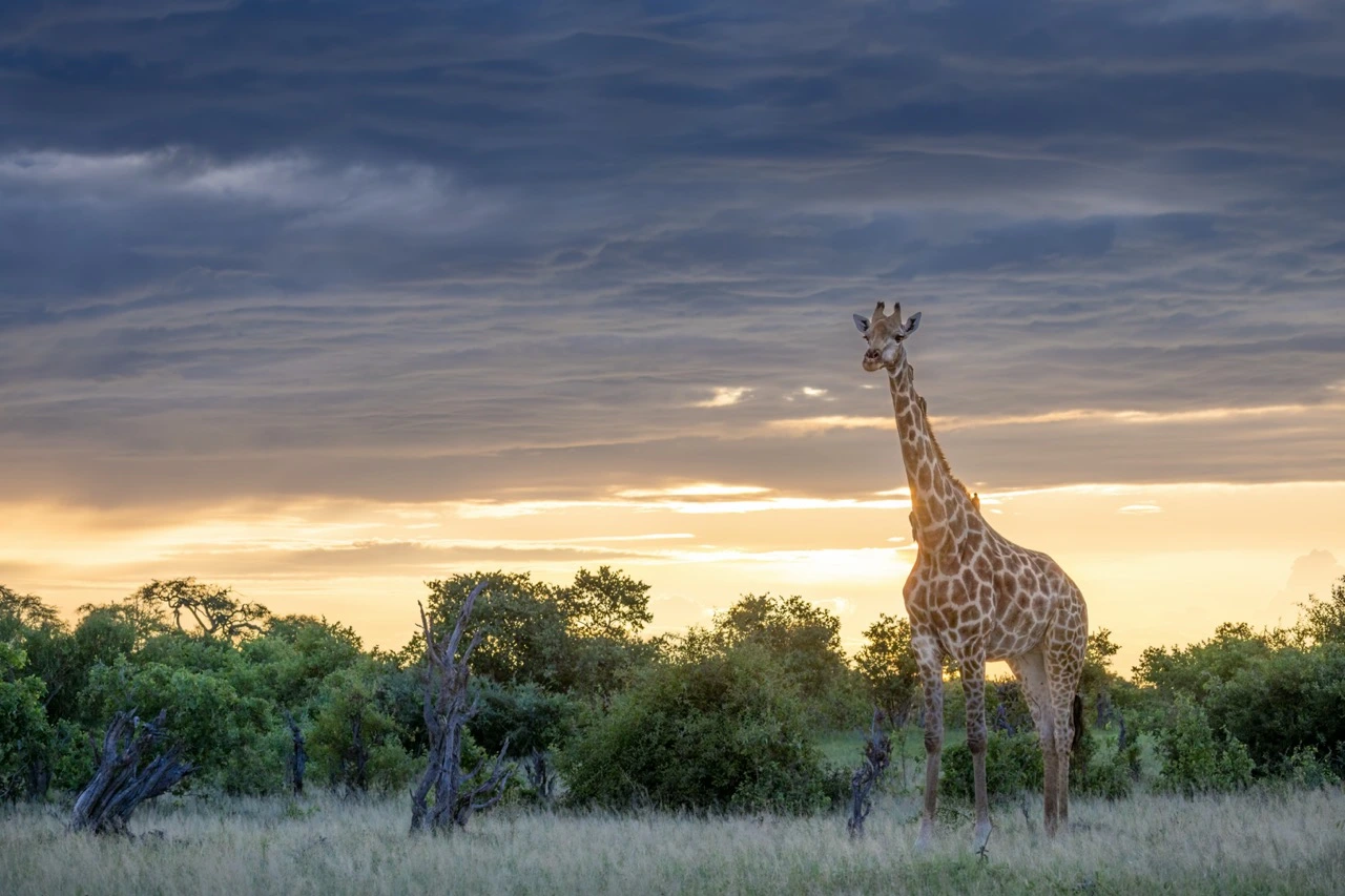 Charl Stols - Giraffe | Pangolin Photo Safaris