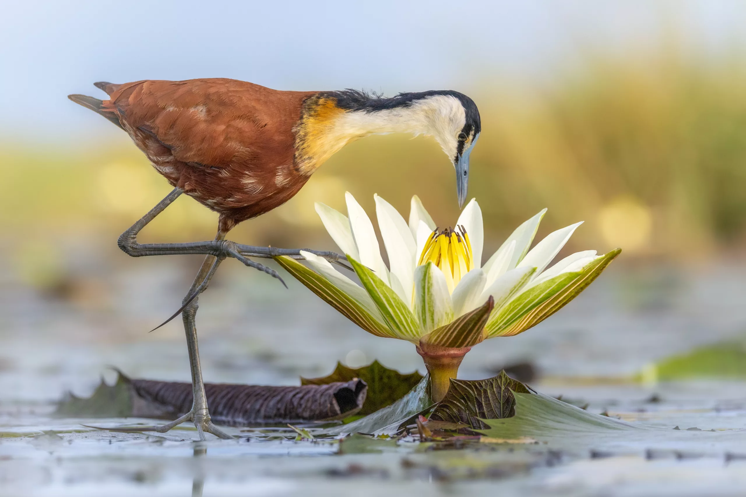 Charl Stols - Jacana on The Chobe River