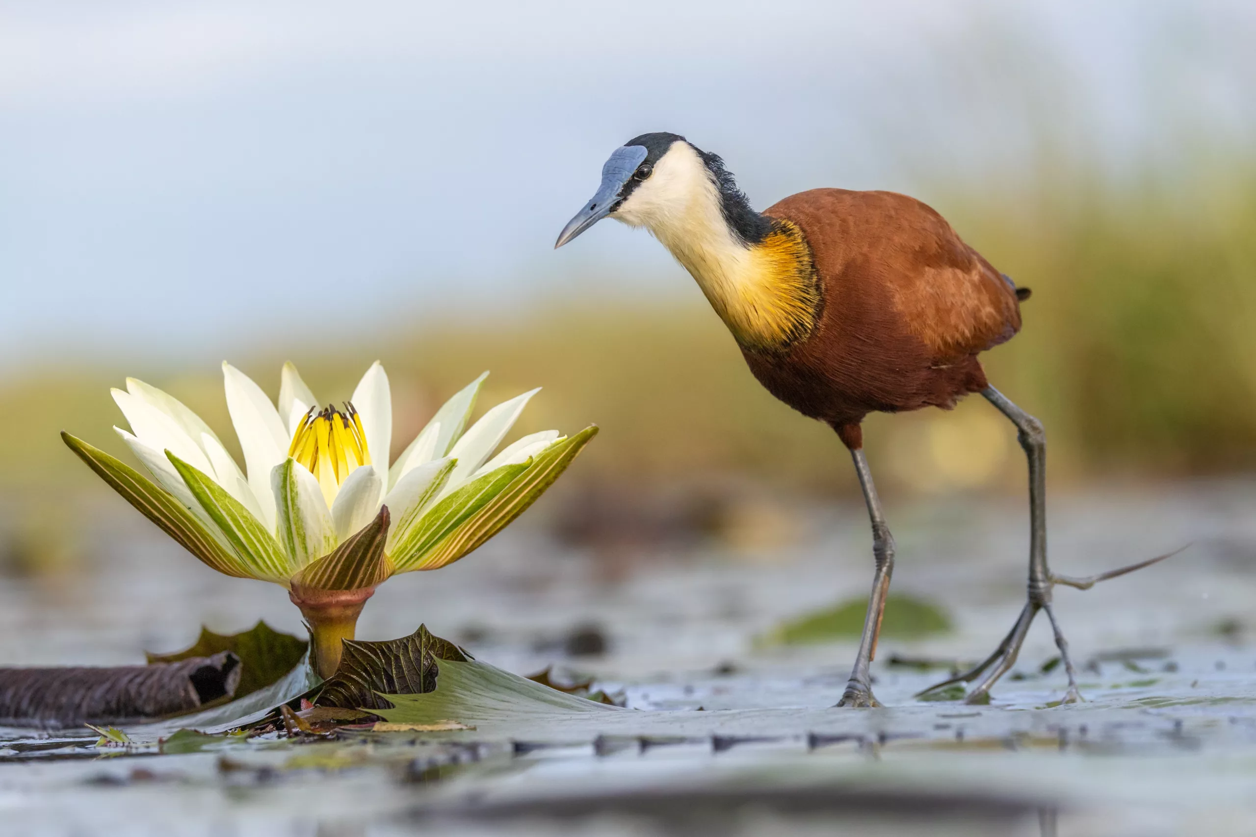 Charl Stols - Wildlife Photography On The Chobe River