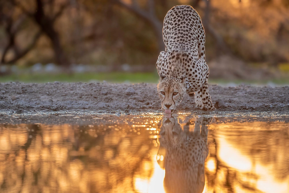 -White Balance - cheetah in dinaka by sabine stols