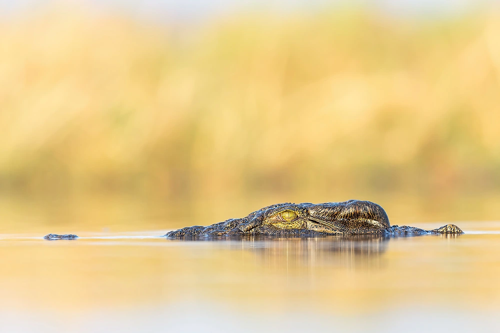 Canon EOS R3 wildlife photography - crocodile on the chobe by charl stols