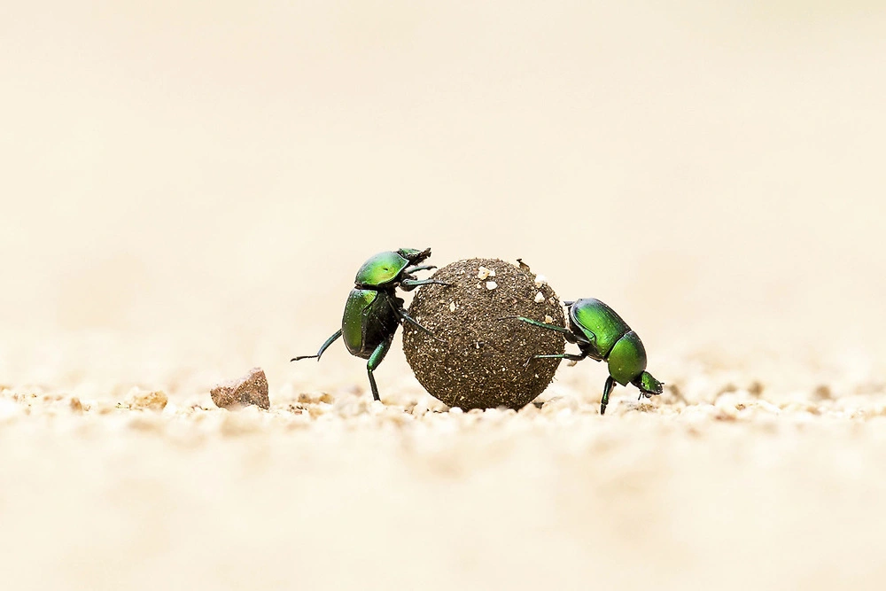 dung beetles by william steel