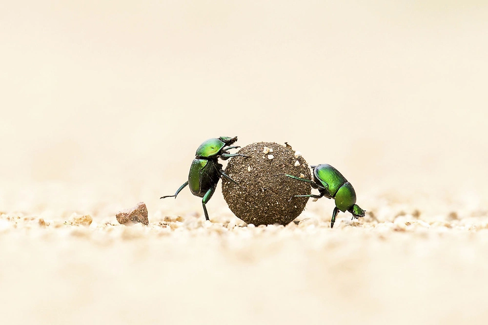 dung beetles by william steel pangolin photo safaris dung beetles by william steel