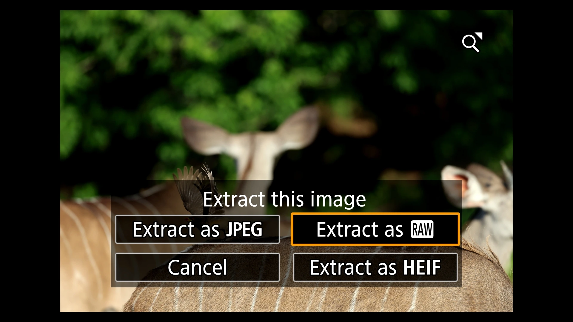 Canon EOS R6 MII - Extract Image