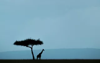 giraffe and acacia nature photography