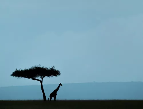 Nature photography tips for beginners
