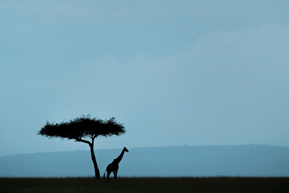 giraffe and acacia nature photography