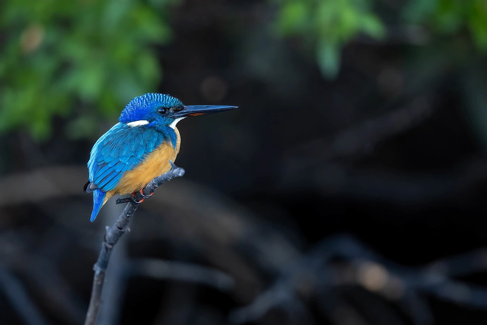 Canon EOS R3 - Bird photography - half collared kingfisher sabine stols