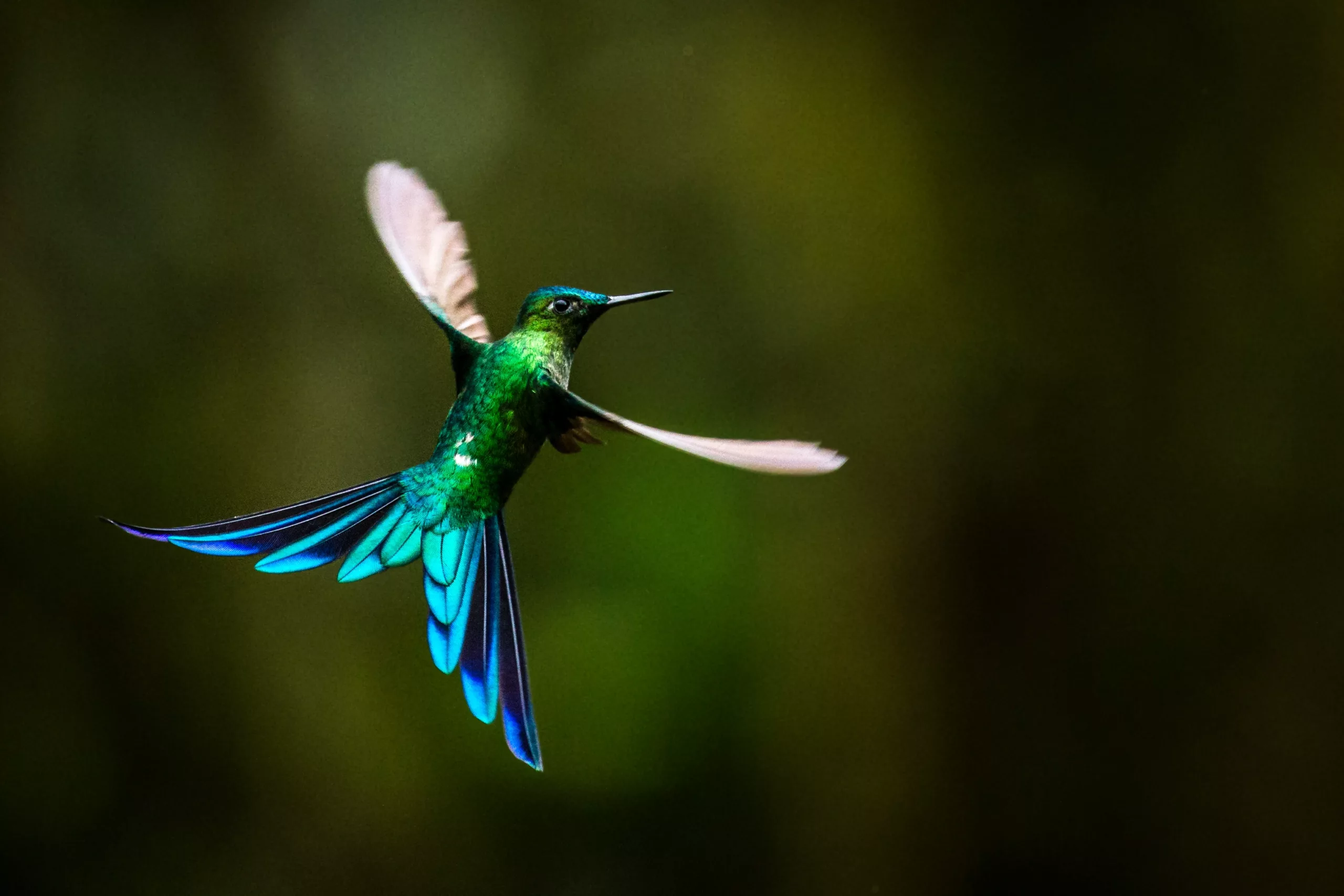 janine krayer hummingbird Janine Krayer - Hummingbird