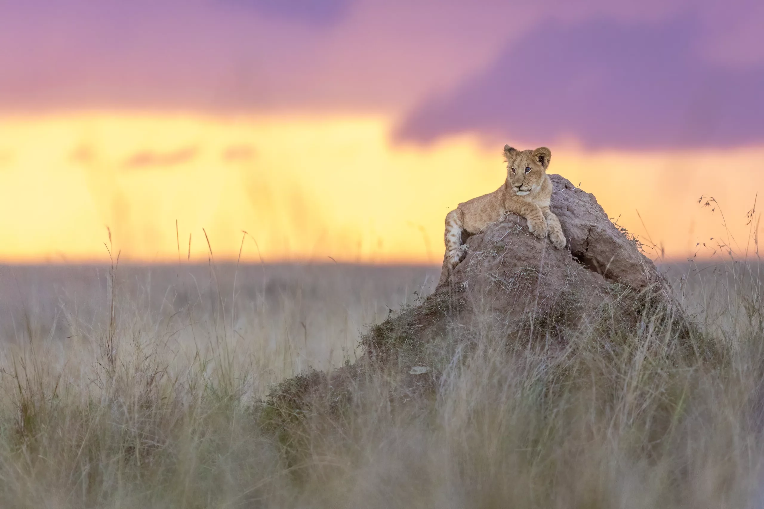 Canon EOS R3 Wildlife Photography - lion cub on mound by sabine stols