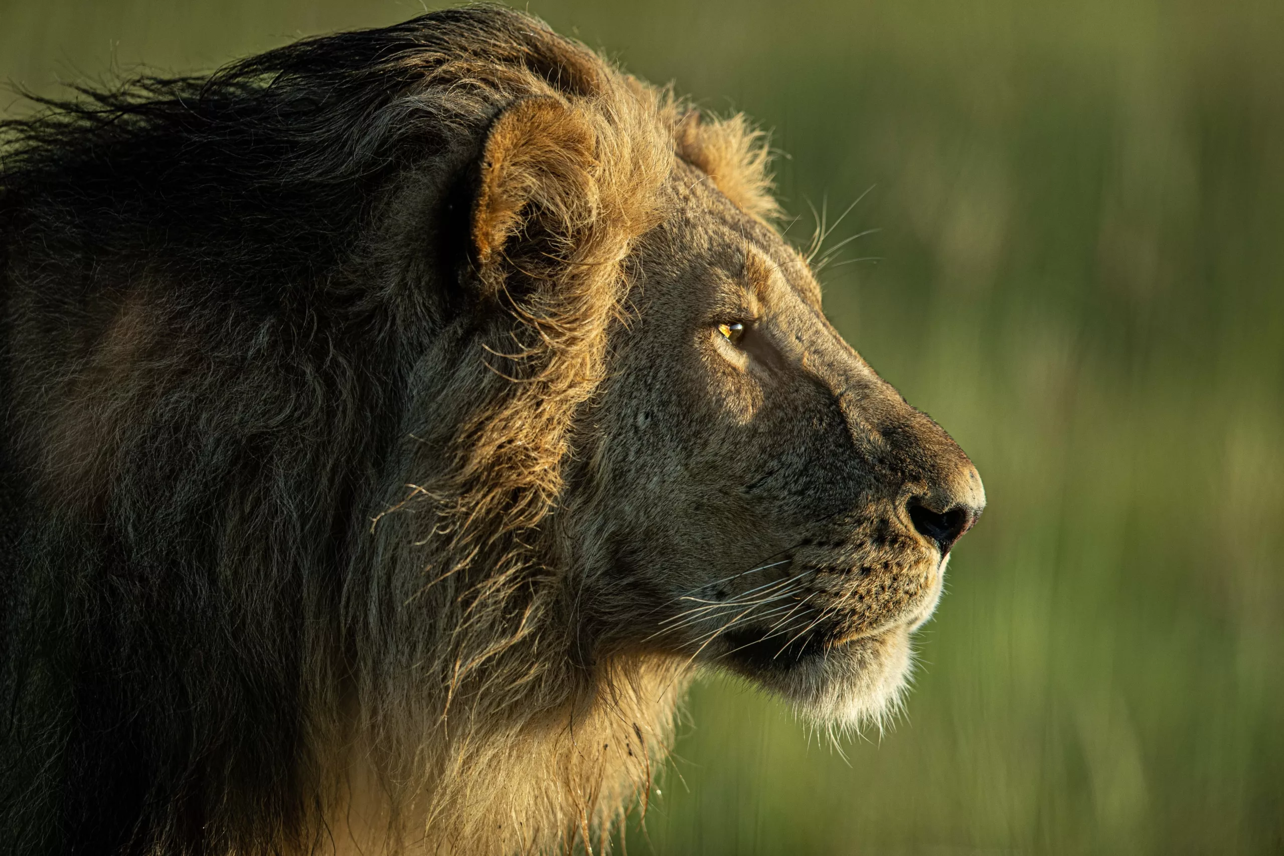lion portrait by william steel