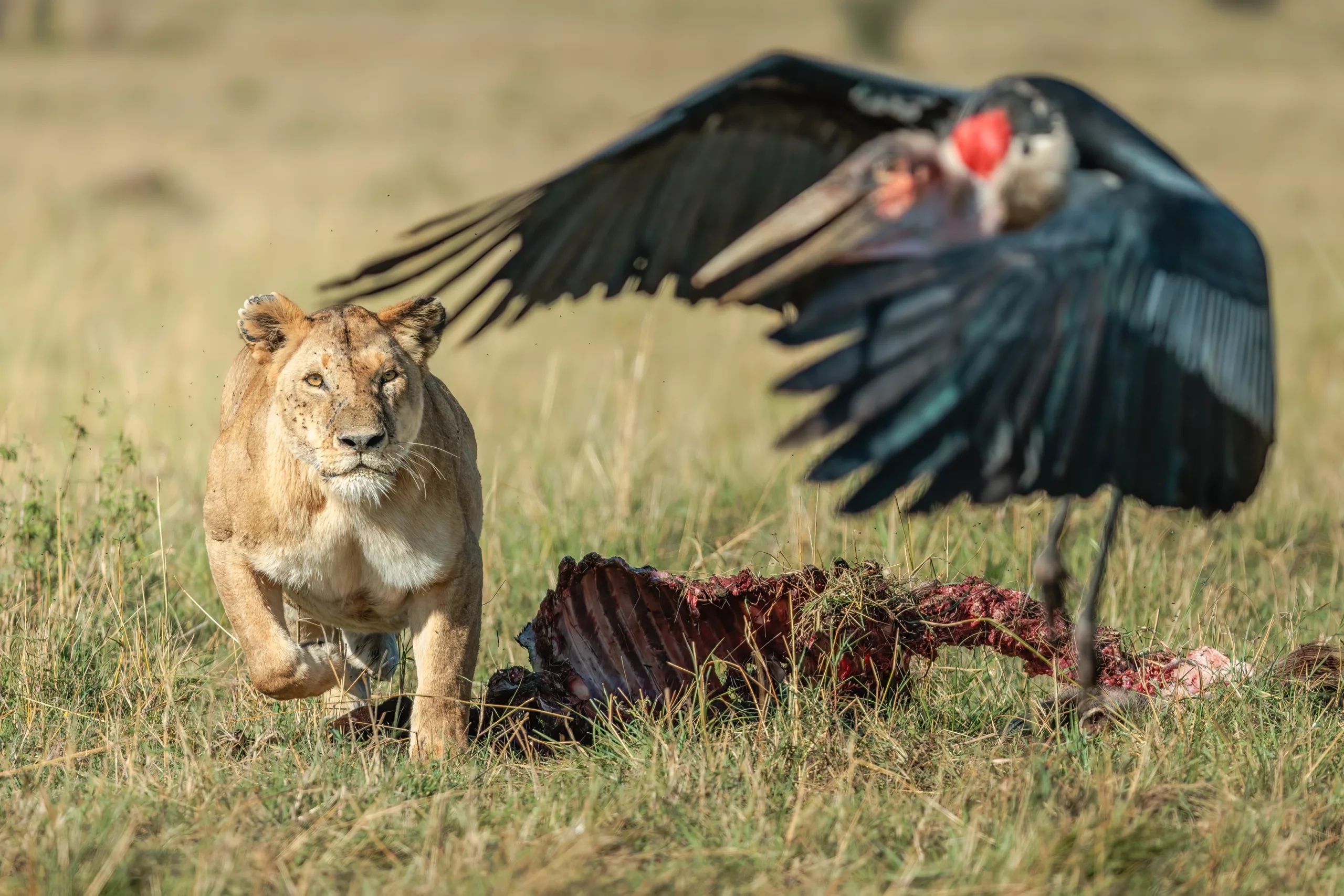 Canon EOS R3 Wildlife - lioness chasing marabou by sabine stols