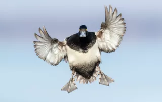 mark buckler bird in flight