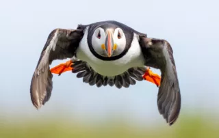 mark buckler bird in flight example