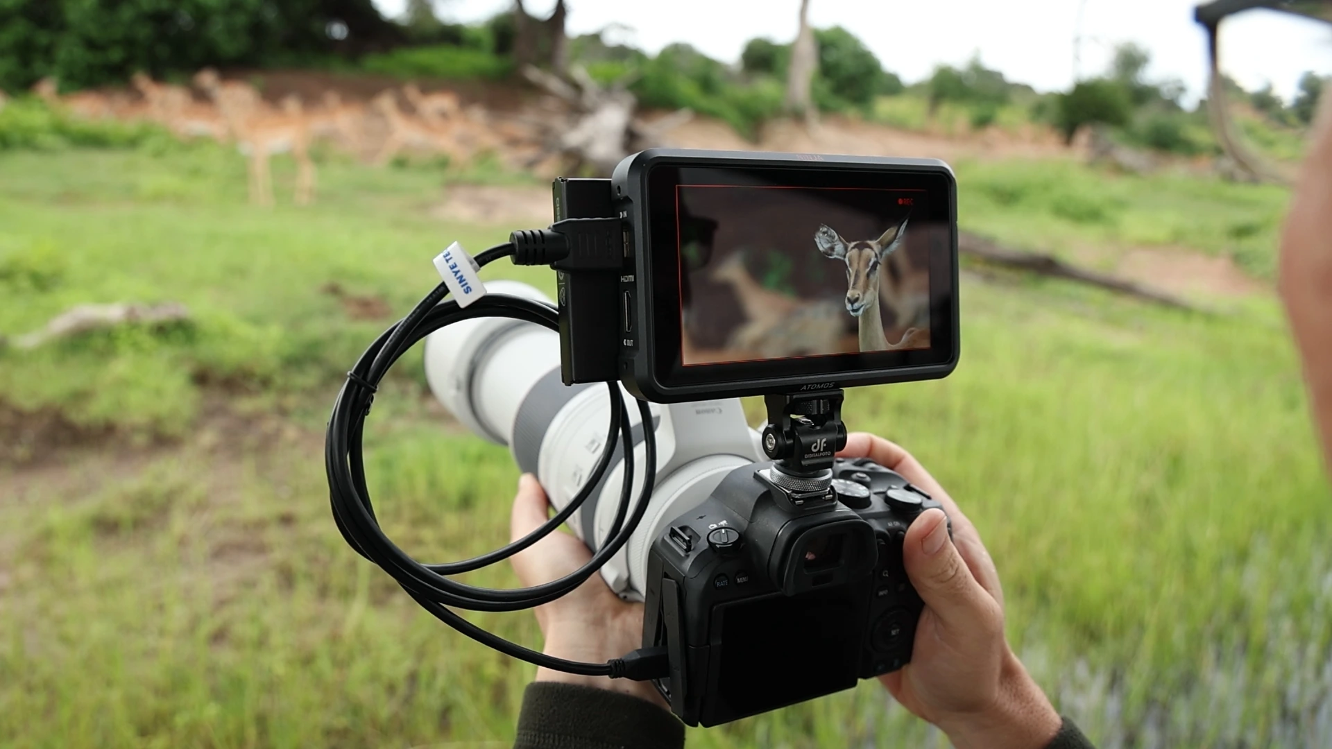 Live preview with Canon EOS R6 MK II Pangolin Photo Safaris Canon R6 Mii Reviews