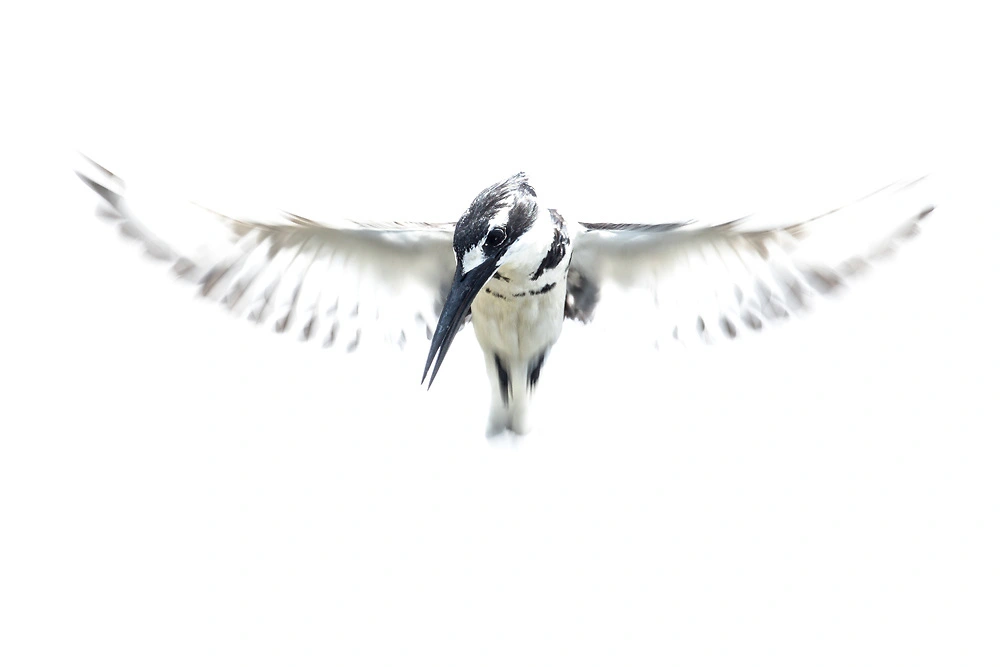 pied kingfisher by charl stols