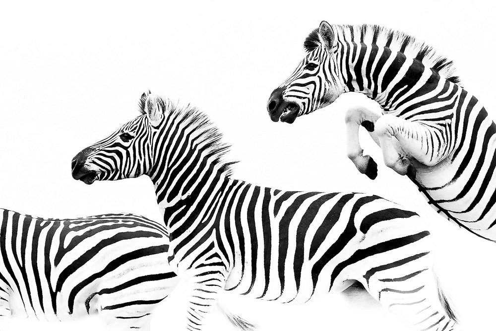 zebras by william steel