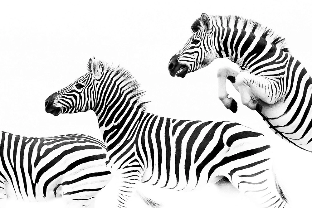 racing stripes by william steel pangolin photo safaris zebras by william steel