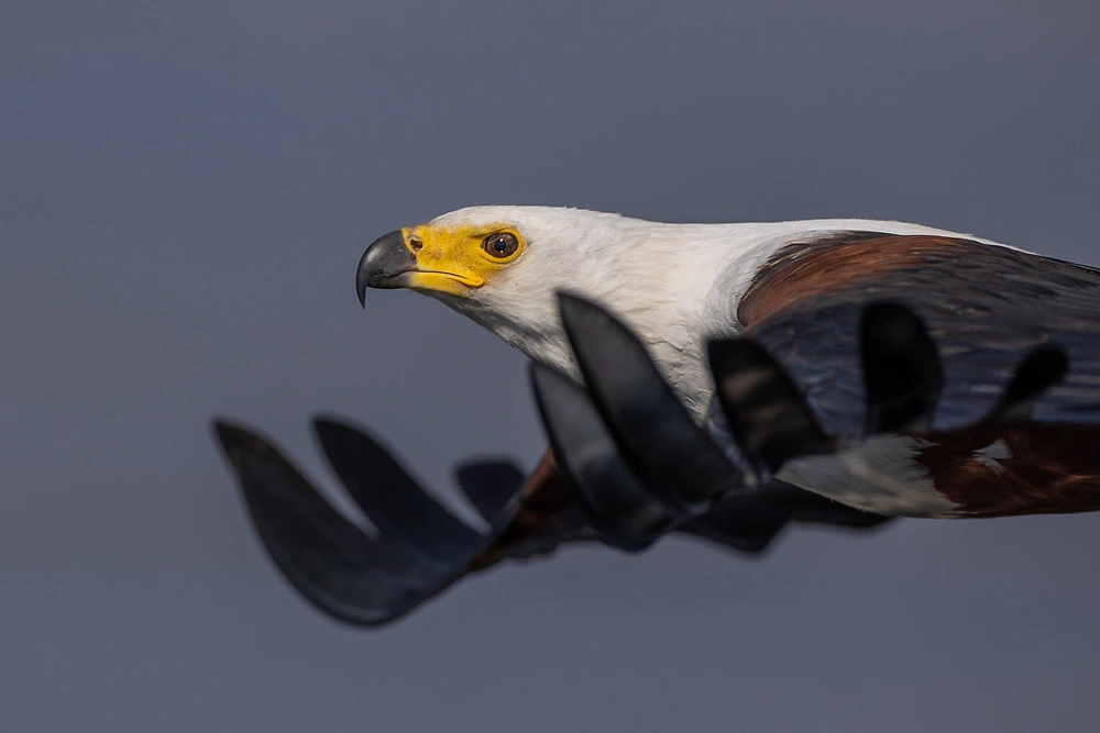 Canon EOS R3 wildlife photography - sharp eye fish eagle by charl stols