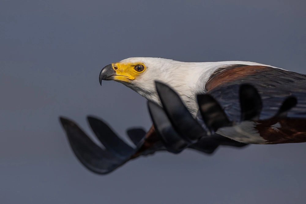 sharp eye fish eagle by charl stols Canon EOS R3 wildlife photography - sharp eye fish eagle by charl stols