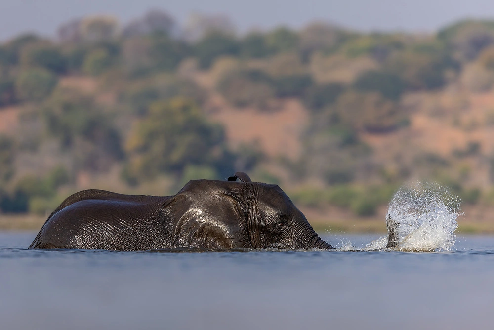 Canon EOS R3 Wildlife photography review - splashing elephant by charl stols