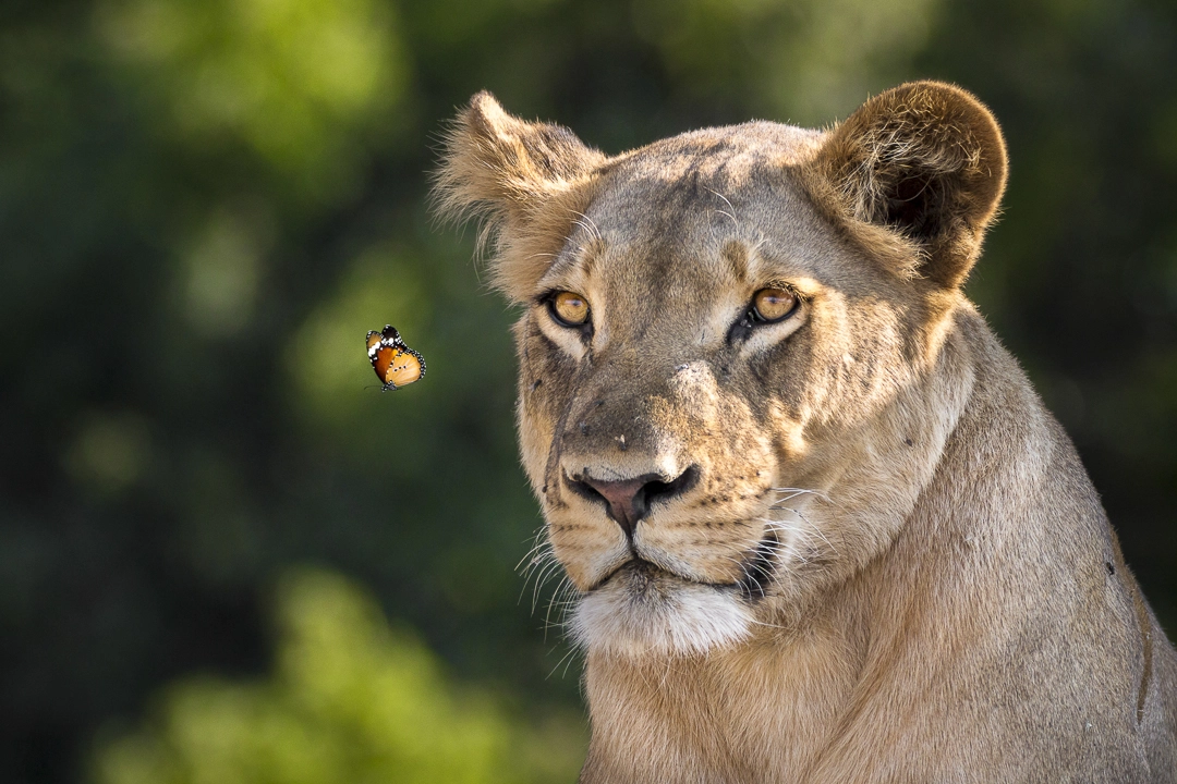 The lion and the butterfly by william steel