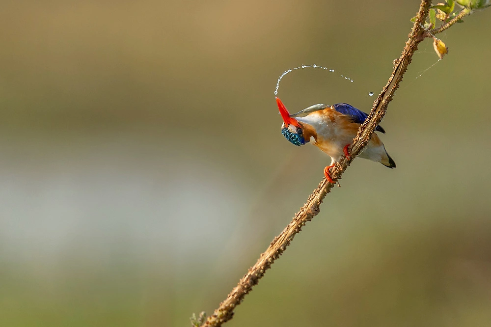 Canon EOS R3 - Bird photography - the catch by janine krayer