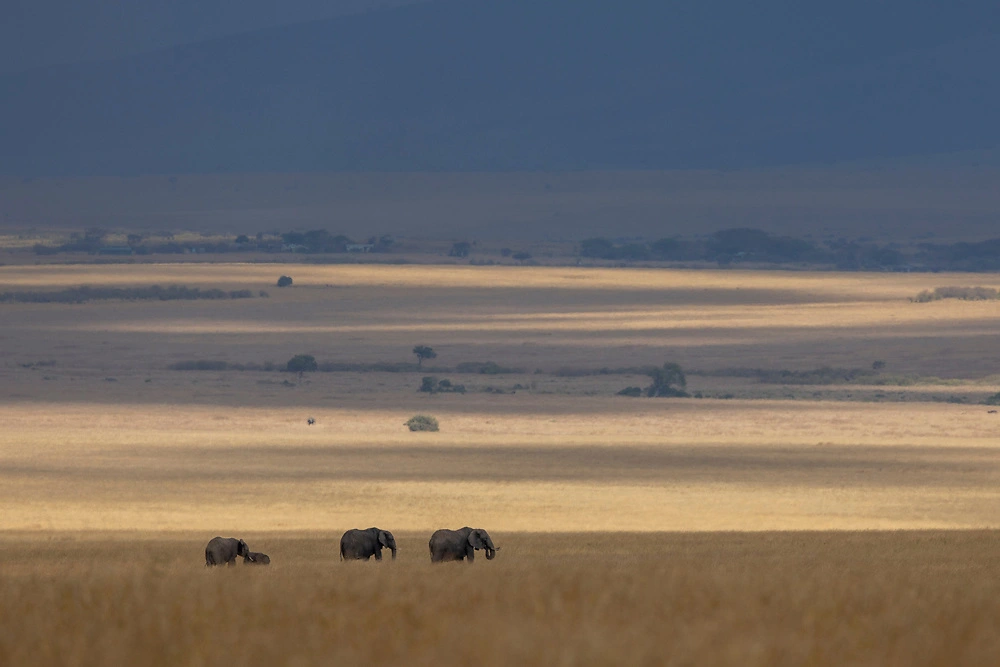 elephants on the move by janine krayer