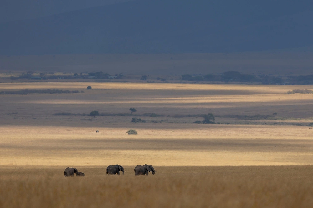 the trek by janine krayer pangolin photo safaris elephants on the move by janine krayer