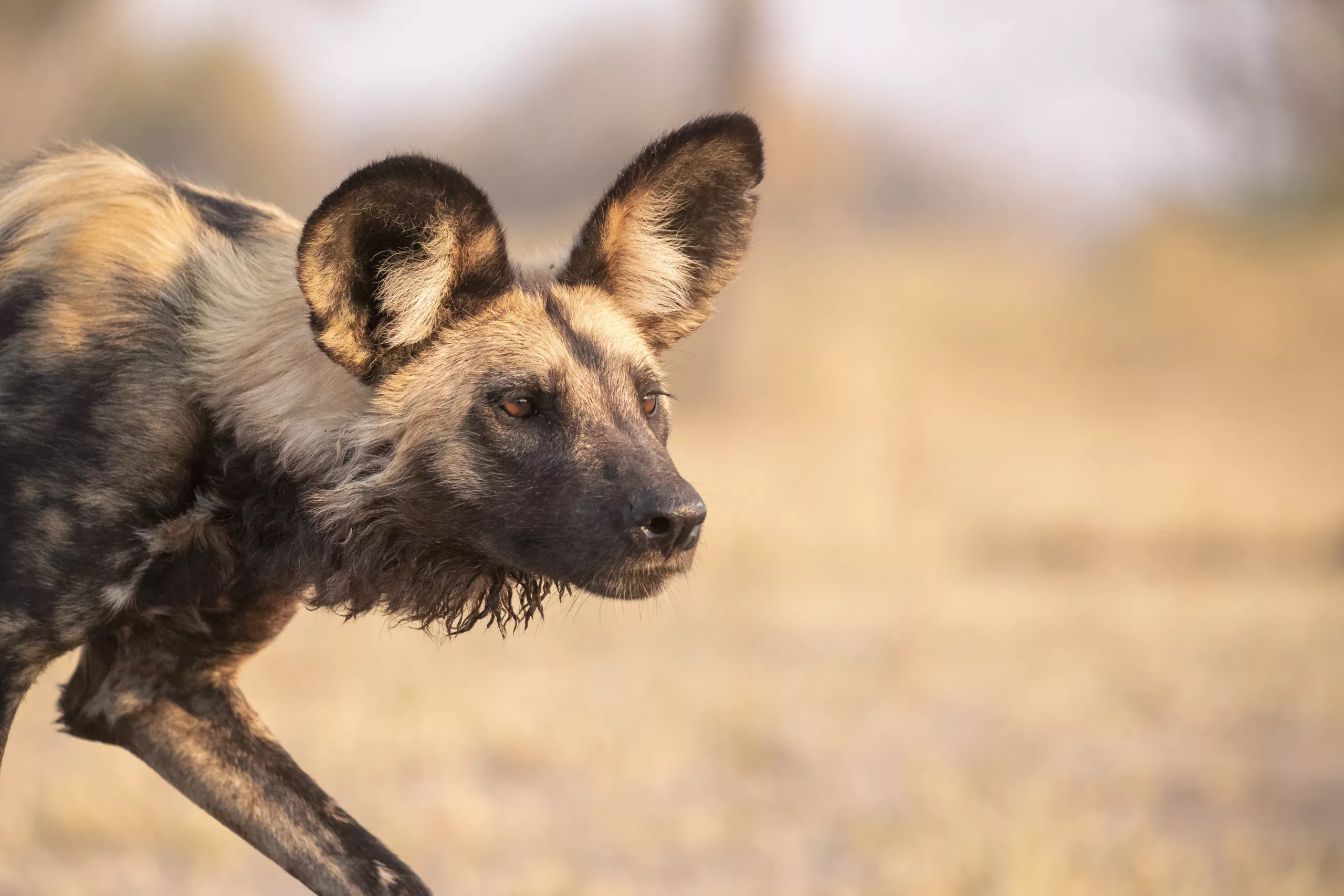 wildlife photography blog interview janine krayer and mark buckler