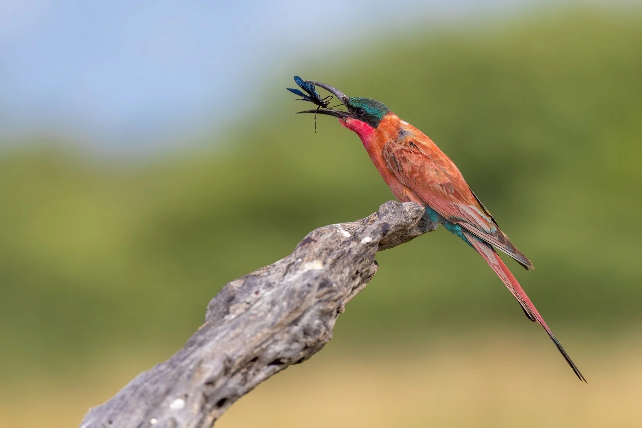 charl stols canon r6 mii carmine bee eater